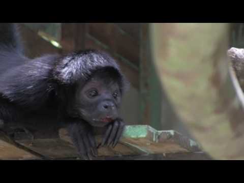 A safe home for sick orphaned wild animals in Panama