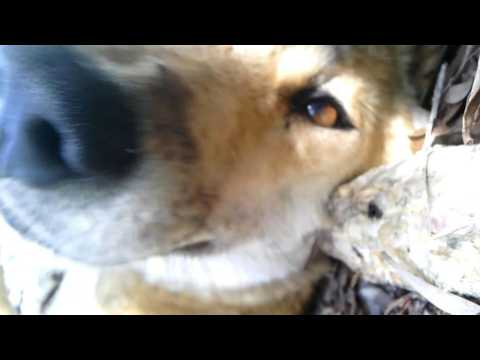 World-first footage reveals secret life of a dingo