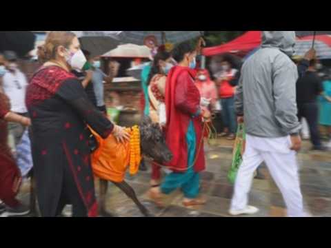 Nepalese Hindus celebrate Cow Festival in Kathmandu