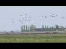 Flamingos destroy rice fields in the Albufera of Valencia