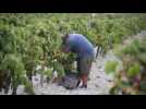 Tío Pepe sherry makers turn hands to organic grapes