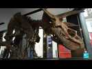Meet 'Big John': World's biggest triceratops on sale in Paris