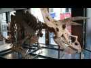 Drouot auction house puts up for sale a Triceratops skeleton more than 66 million years old
