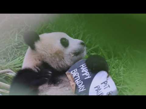 Berlin Zoo celebrates the birthday of its pandas Pit and Paule
