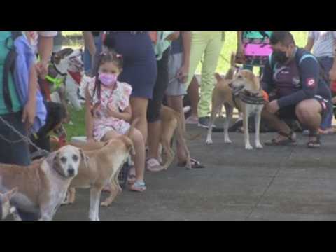 Hundreds bring pets to get rabies vaccine in Panama City