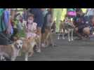 Hundreds bring pets to get rabies vaccine in Panama City