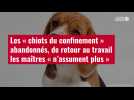 VIDÉO. Les « chiots du confinement » abandonnés