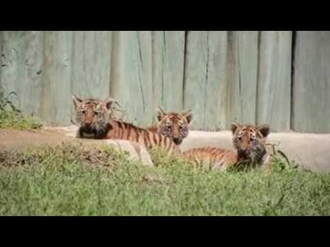 Tiger cubs at Mexico zoo enthral human visitors