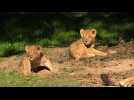 Découvrez les images des sept lionceaux du zoo African Safari