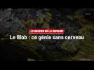 Le Blob : ce génie sans cerveau