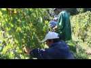 Vendanges de haute précision au château Montus