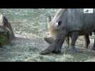 Images de Toby, le plus vieux rhinocéros blanc du monde, décédé à 54 ans