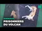 Cumbre Vieja: des chiens piégés par la lave du volcan nourris par drone