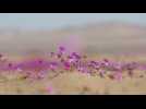 Climate change threatens Atacama desert flowers in Chile