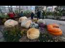 Giant pumpkin exhibition in Moscow