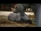 Naissance d'un bébé rhinocéros au zoo d'Amnéville