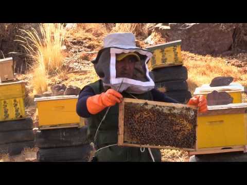 Displaced bees in Boliva thrive on the shores of Lake Titicaca