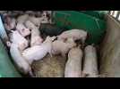 Pigs pile up as Brexit and COVID leave UK farms with butcher shortfall