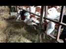 Mazinghien: Une partie des vaches de Philippe Marchandier déplacées à Esqueheries