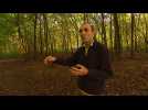 Les sangliers ,fléau pour la nature