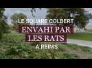Des rats ont envahi un parc du centre-ville de Reims