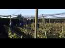 Hondschoote : vendanges chez les Taste Wijn