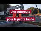 Une autoroute pour la petite faune
