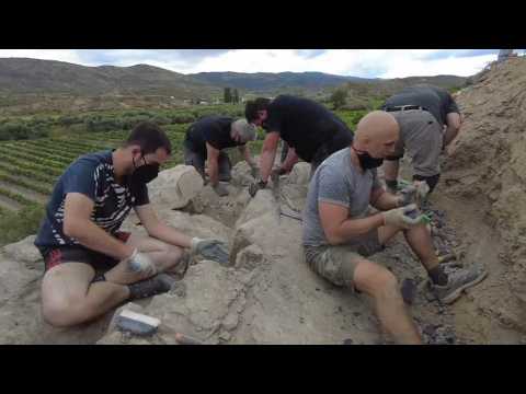 Bone remains from three different dinosaurs found in La Rioja