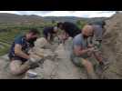 Bone remains from three different dinosaurs found in La Rioja