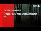 VIDEO. La saison des champignons est ouverte