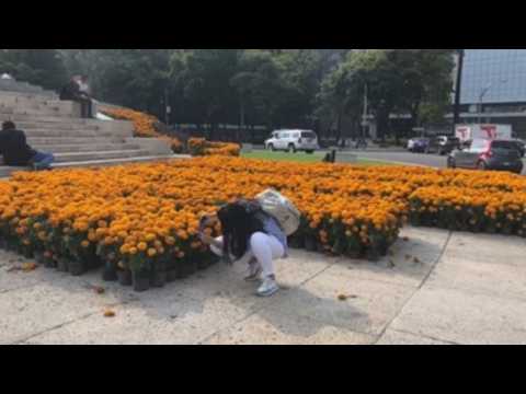 Mexican capital prepares thousands of marigolds for Day of the Dead