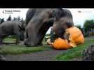 Les éléphants du zoo d'Oregon écrasent de gigantesques citrouilles