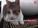 Le futur chat-star est dressé à Saint-Jory