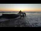 Stranded whale rescued off the coast of Argentina