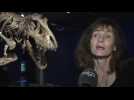 T. rex: nouvelle exposition temporaire du Muséum des Sciences Naturelles (Cécile Gerin)