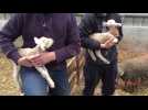 Brutelles : l'éleveur de brebis lance une cagnotte pour sauver son élevage
