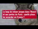 VIDÉO. Le loup de retour jusque dans l'Ouest et aux portes de Paris : quelle place lui accorder en France ?