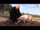 Saison de la truffe dans le Lot : la tradition du cavage avec un cochon se perpétue