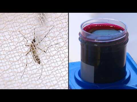 Swedish lab develops poison for mosquitoes to fight malaria