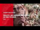 VIDEO. La chienne labrador Paillette a été empoisonnée au parc paysager de Saint-Nazaire