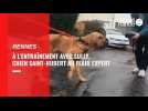 VIDÉO : À Rennes, le flair expert de ce chien épaule les gendarmes