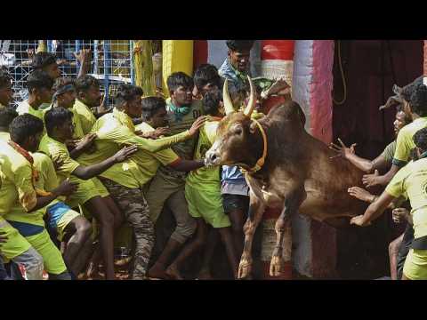 Thousands attend Indian bull-taming festival amid Covid surge