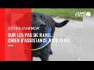 Ravel, chien d'assistance judiciaire