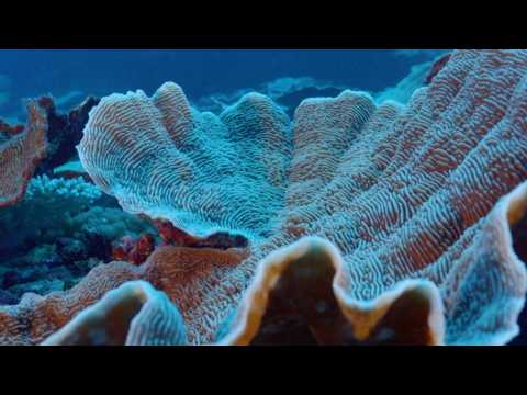 Giant coral reef discovered off Tahiti
