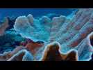 Au large de Tahiti, un récif de coraux géants découvert