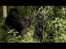 Rwanda: des gorilles luttent pour leur espace dans un parc national