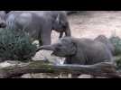 Prague Zoo gives unsold Christmas trees to elephants and gorillas