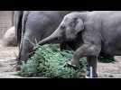 Animals at Berlin Zoo feast on donated Christmas tree leftovers