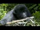 Rwanda: trop de gorilles dans le parc national des Volcans ?