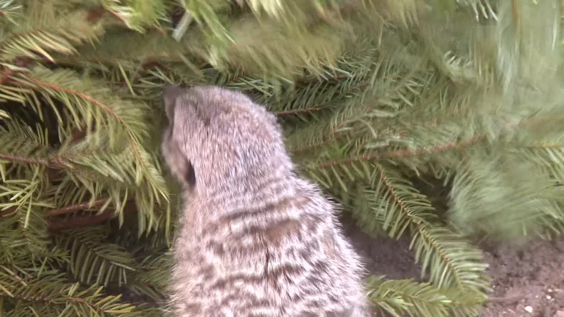 Les sapins de Noël trouvent une seconde vie au parc Les Terres de Nataé (Tébéo-TébéSud)